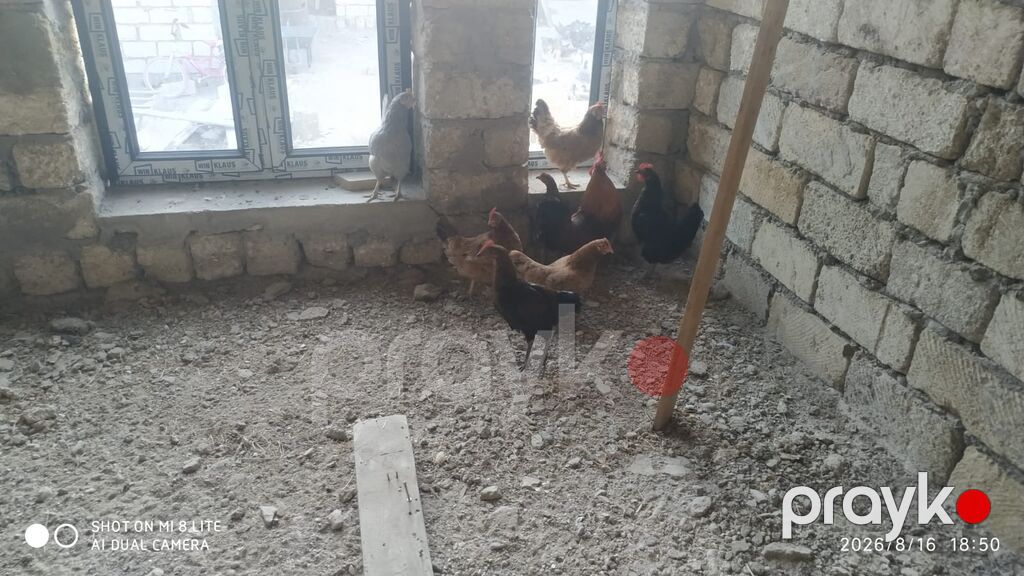 Salam teserufatda her sort lal ordeylerimiz var 5 gunlukden 1 iline — Digərləri, Digah (7)