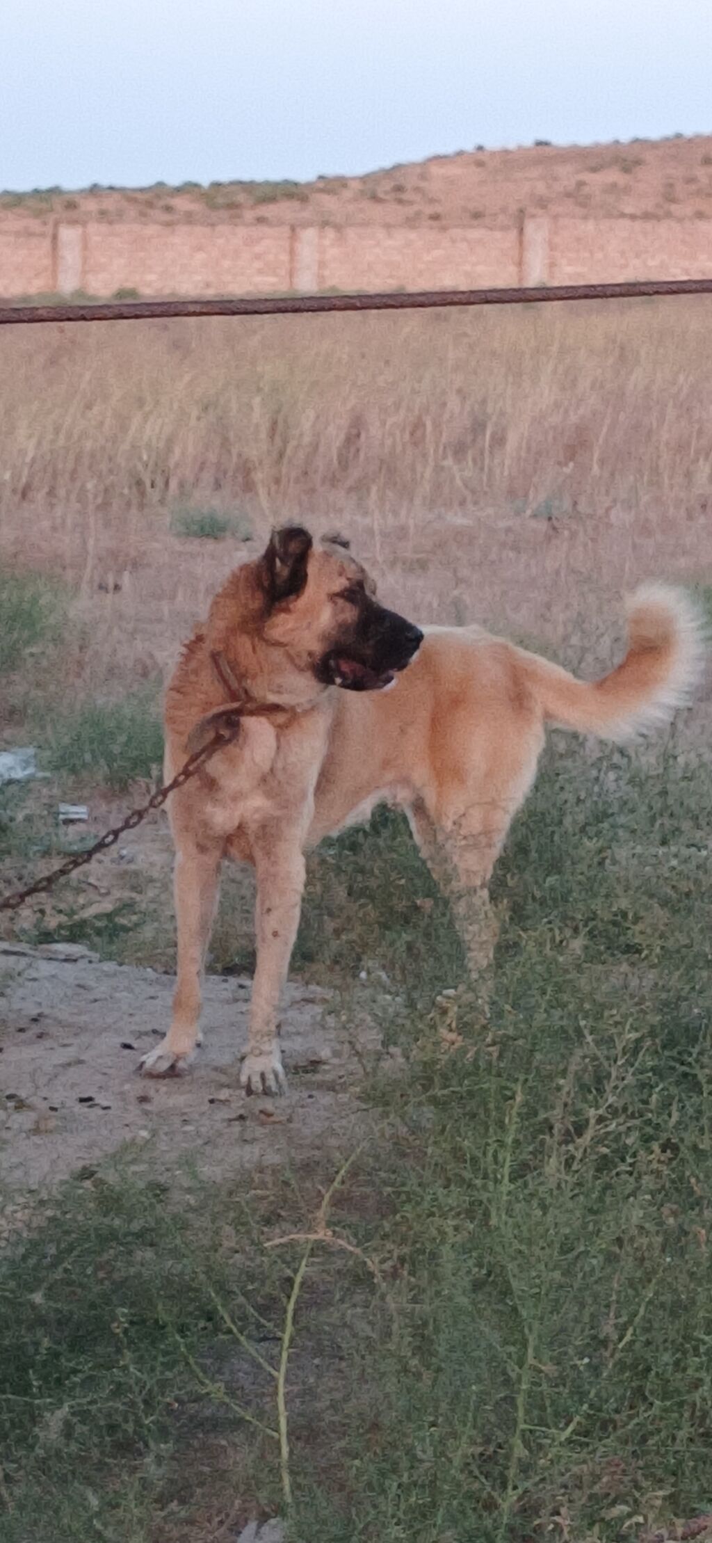 Qurdbasar, 2 il, Erkək, Peyvəndli, Ödənişli çatdırılma — Heyvanlar, Qazax (8)