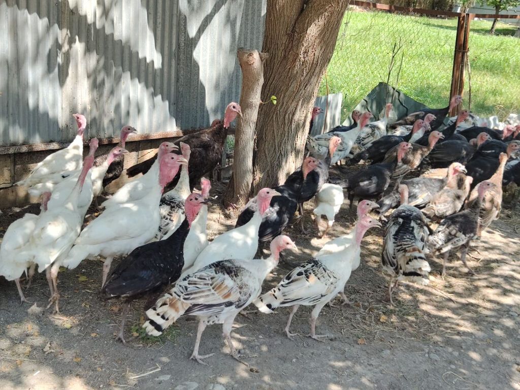 Erkək, Kanada, Ətlik, Ödənişli çatdırılma — Heyvanlar, Bərdə (6)