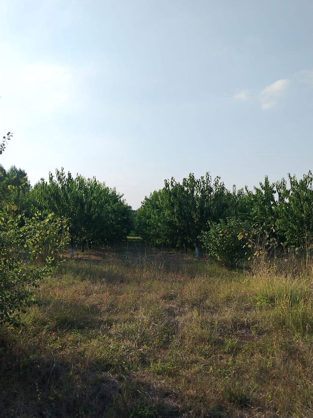 180 sot Kənd təsərrüfatı, Su — Torpaq, Qusar (2)