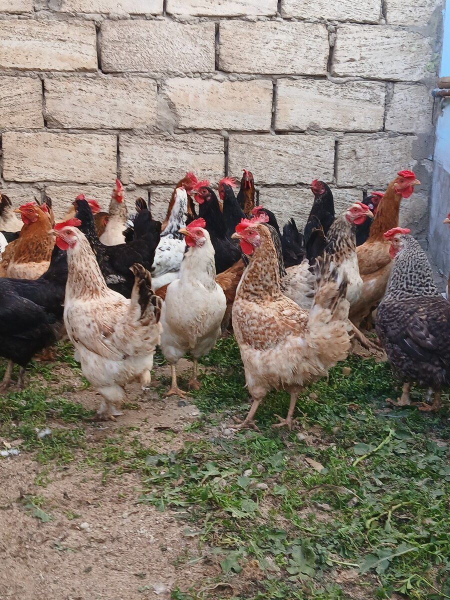 Toyuq — Quşlar, Bakı