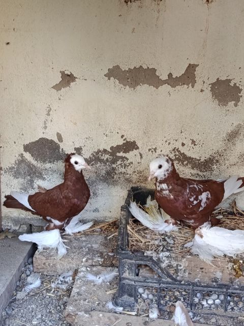 Göyərçin