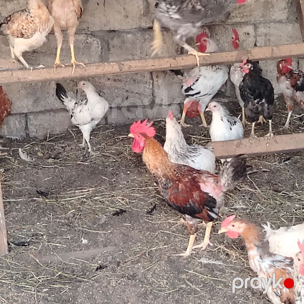 Qarışıq yerli toyuq və xoruz sürüsü - Cinslər: yerli qarışıq (ağ — Heyvanlar, Digah (4)