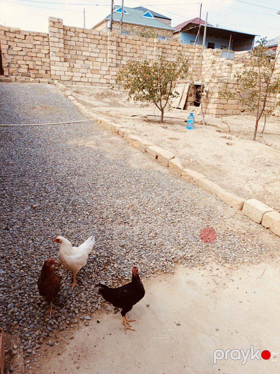 Həyət evi, Qobu qəs — Ev, villa, Bakı (9)