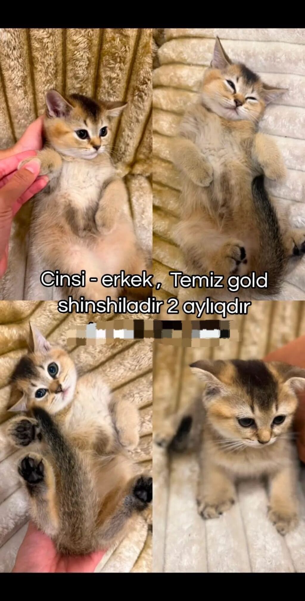 Şotland yastı qulaq, Dişi — Pişiklər, Bakı (3)