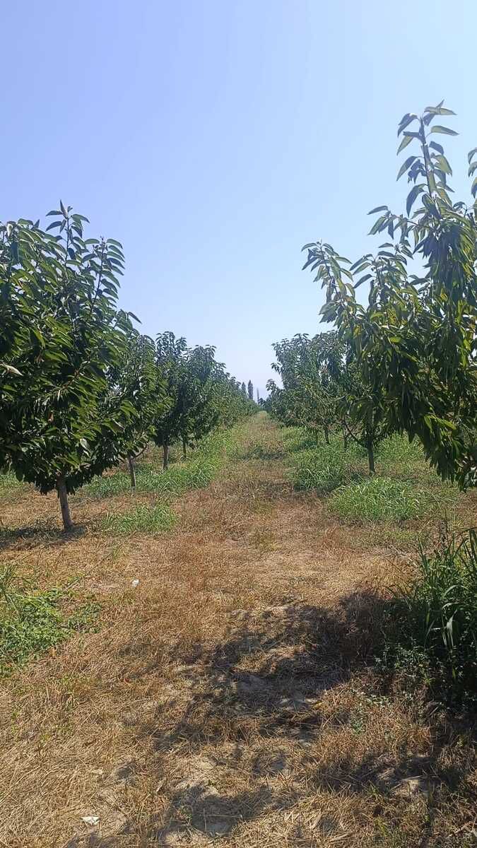 436 sot torpaq sahəsi, Quba r. — Torpaq, Quba