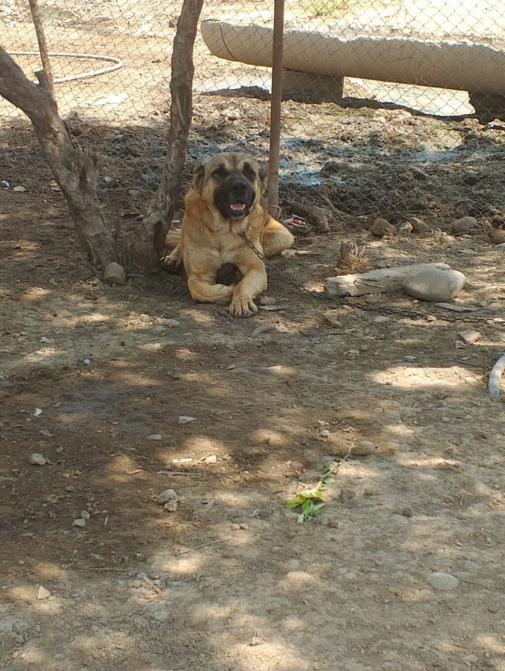 Peyvəndli — Heyvanlar, Cəlilabad (2)