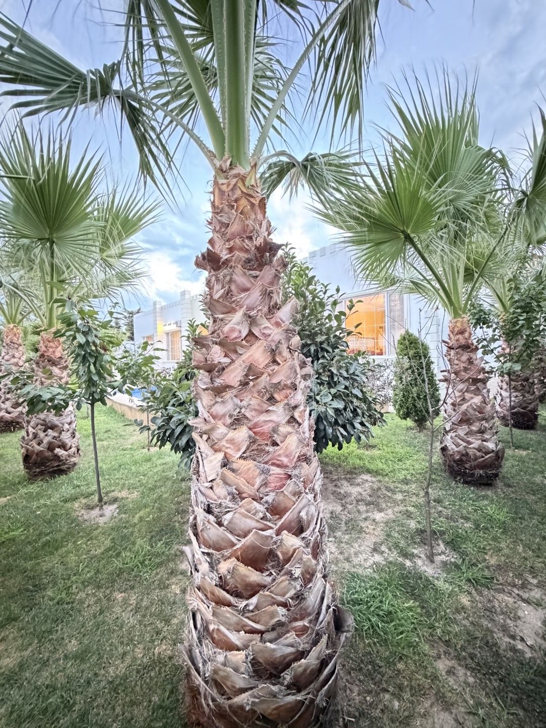 Satılır 6 otaqlı həyət evi/bağ evi 285 m² — Ev, villa, Bakı (2)