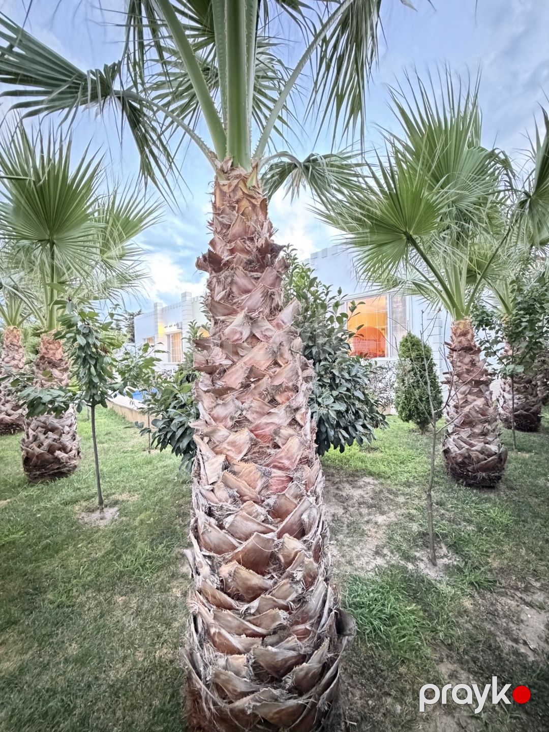 Satılır 6 otaqlı həyət evi/bağ evi 285 m² — Ev, villa, Bakı (5)