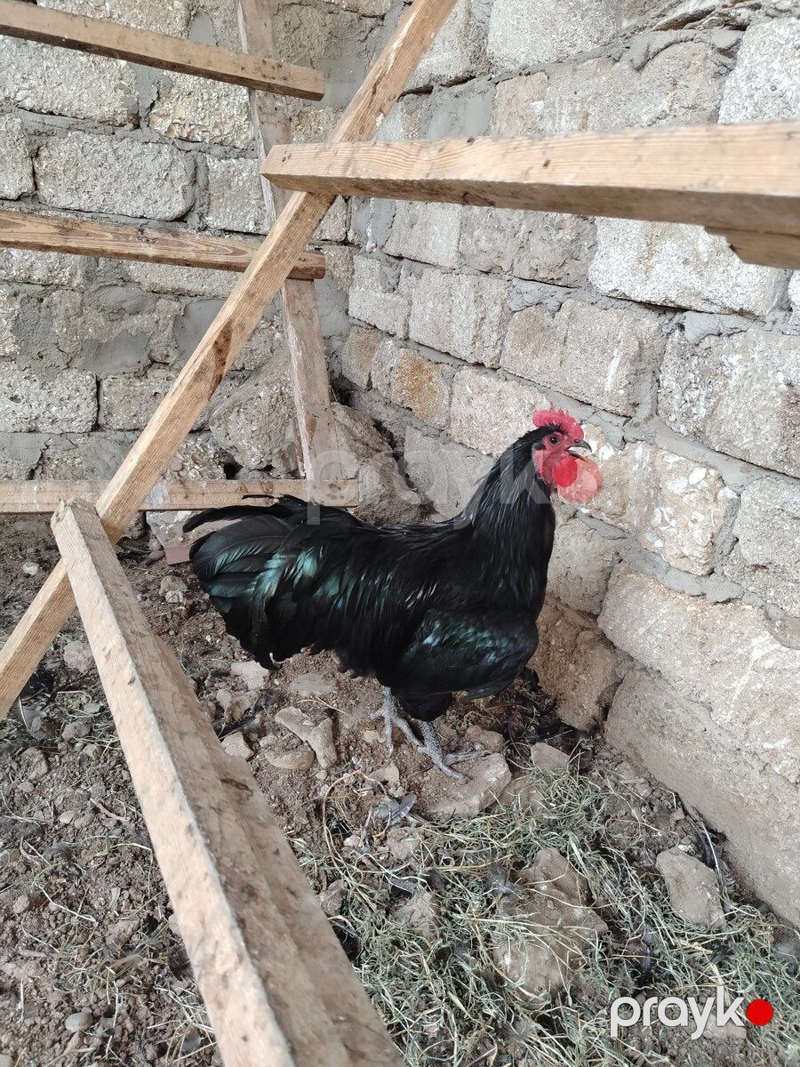 Avstralorp xoruzu — Quşlar, Bakı (2)