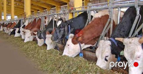Çoban, 32 yaş, 5 ildən artıq təcrübə — Bakı