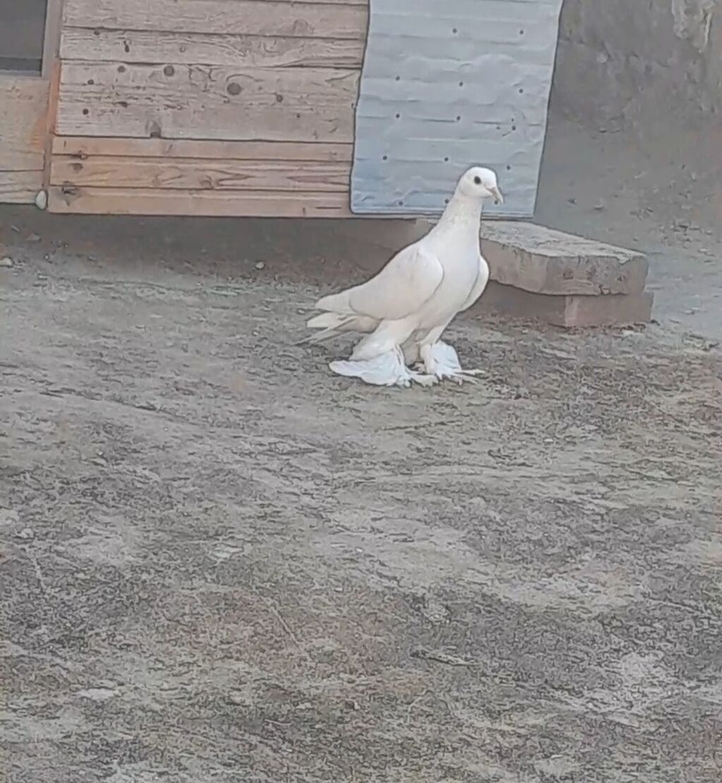 Leleyli tutulmadi orta goy quyrugdu war kimidi oynagdi unvan suraxani — Quşlar, Bakı (5)