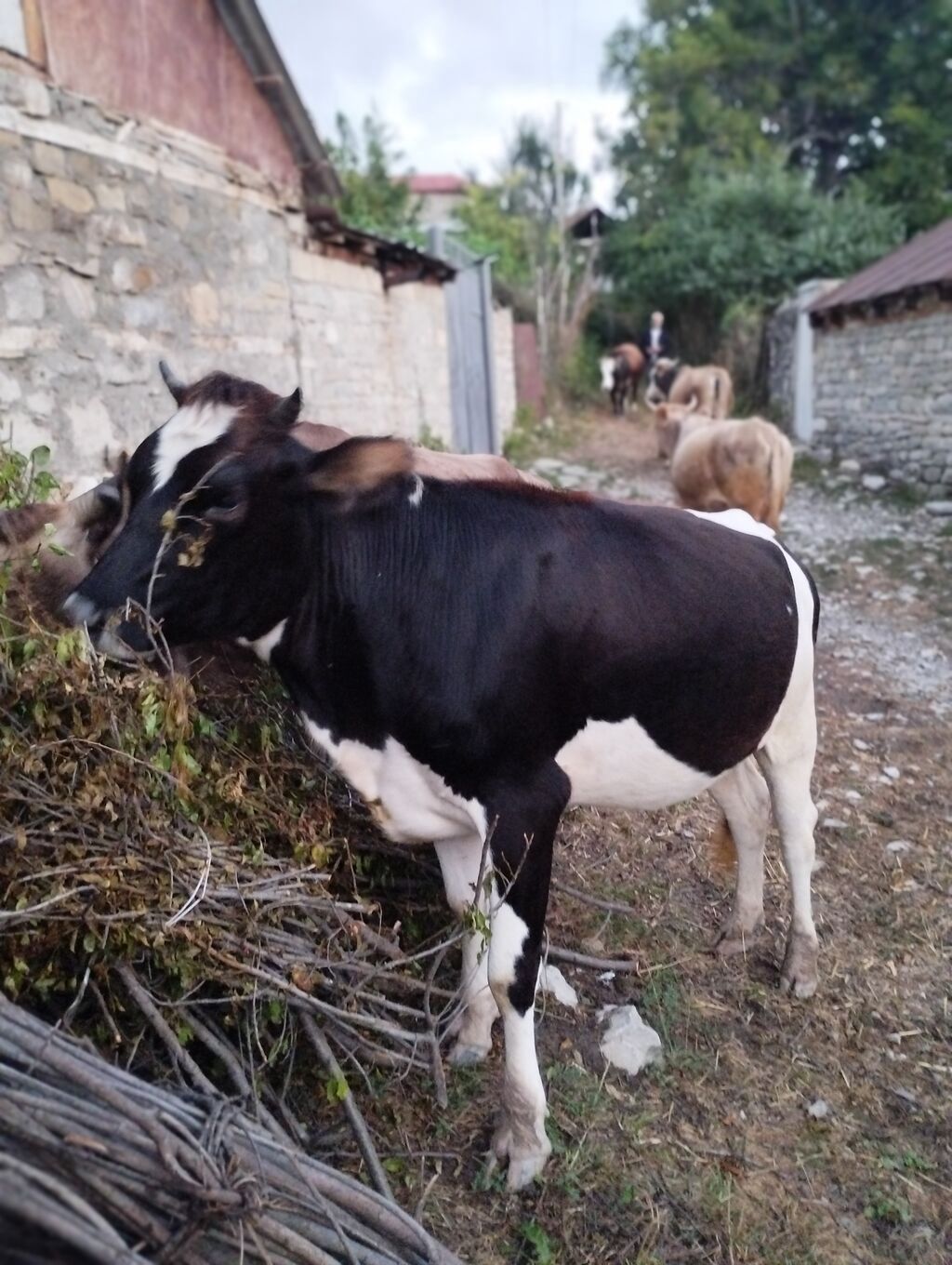 Dana, buzov, Erkək, Holsteyn, ay: 12, Damazlıq — Heyvanlar, İsmayıllı (4)