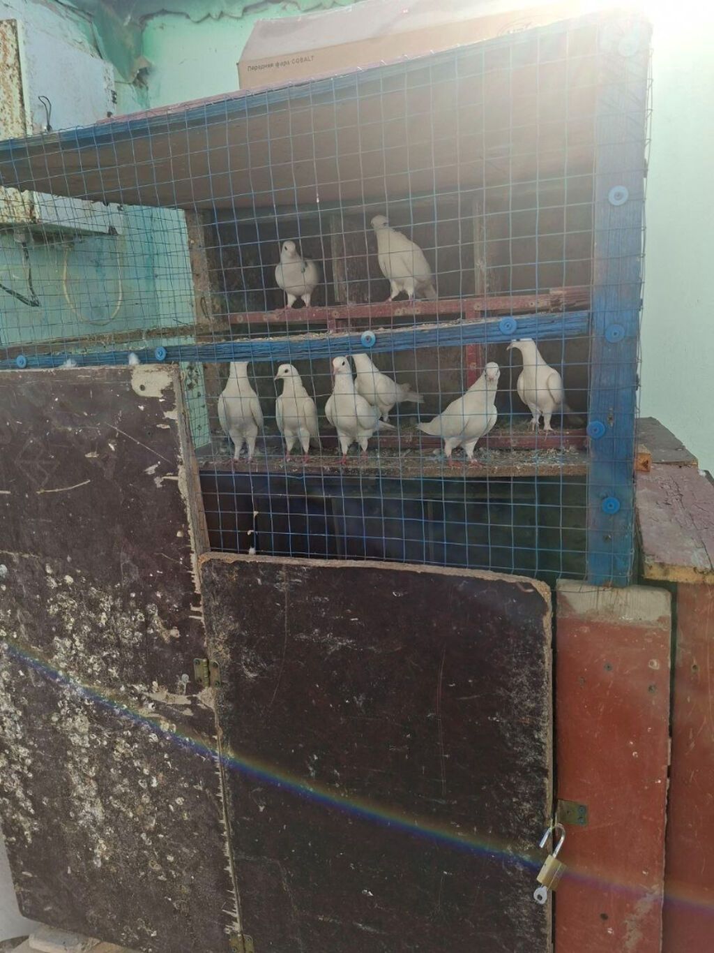 Tergidirem isle elaqeder hamsi cutdur uçuslu heyvanlardi baxan bilecey — Quşlar, Bakı (2)