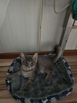 🐱 Şotland pişiyi satılır ✨ Şirin və baxımlı 💰 Qiymət razılaşma yolu — Çarpayılar