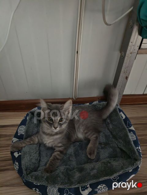 🐱 Şotland pişiyi satılır ✨ Şirin və baxımlı 💰 Qiymət razılaşma yolu
