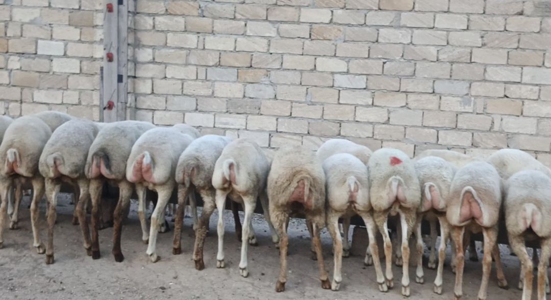 Quzular — Kənd təsərrüfatı heyvanları, Bakı (4)
