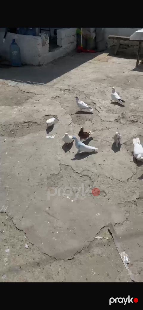 Göyərçin 13-14 dənədir