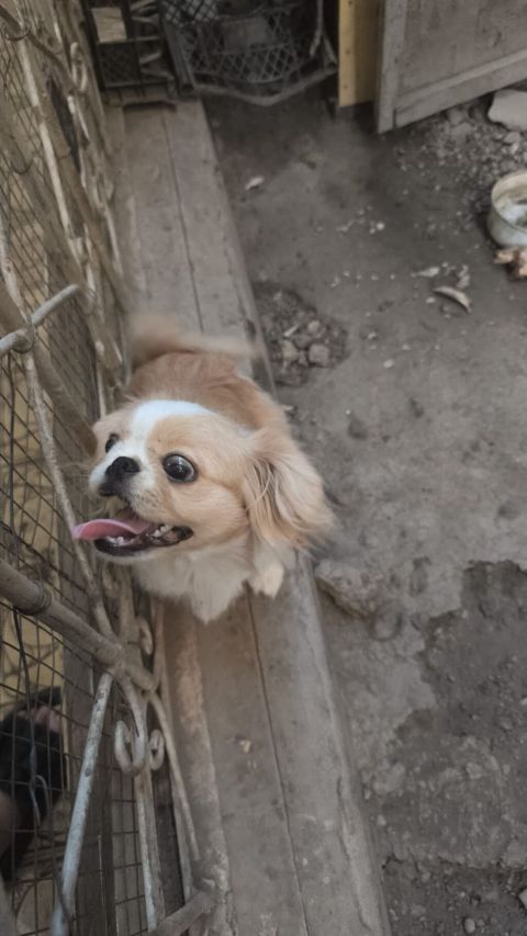 Pekines, 9 ay, Dişi, Peyvəndli, Ödənişli çatdırılma