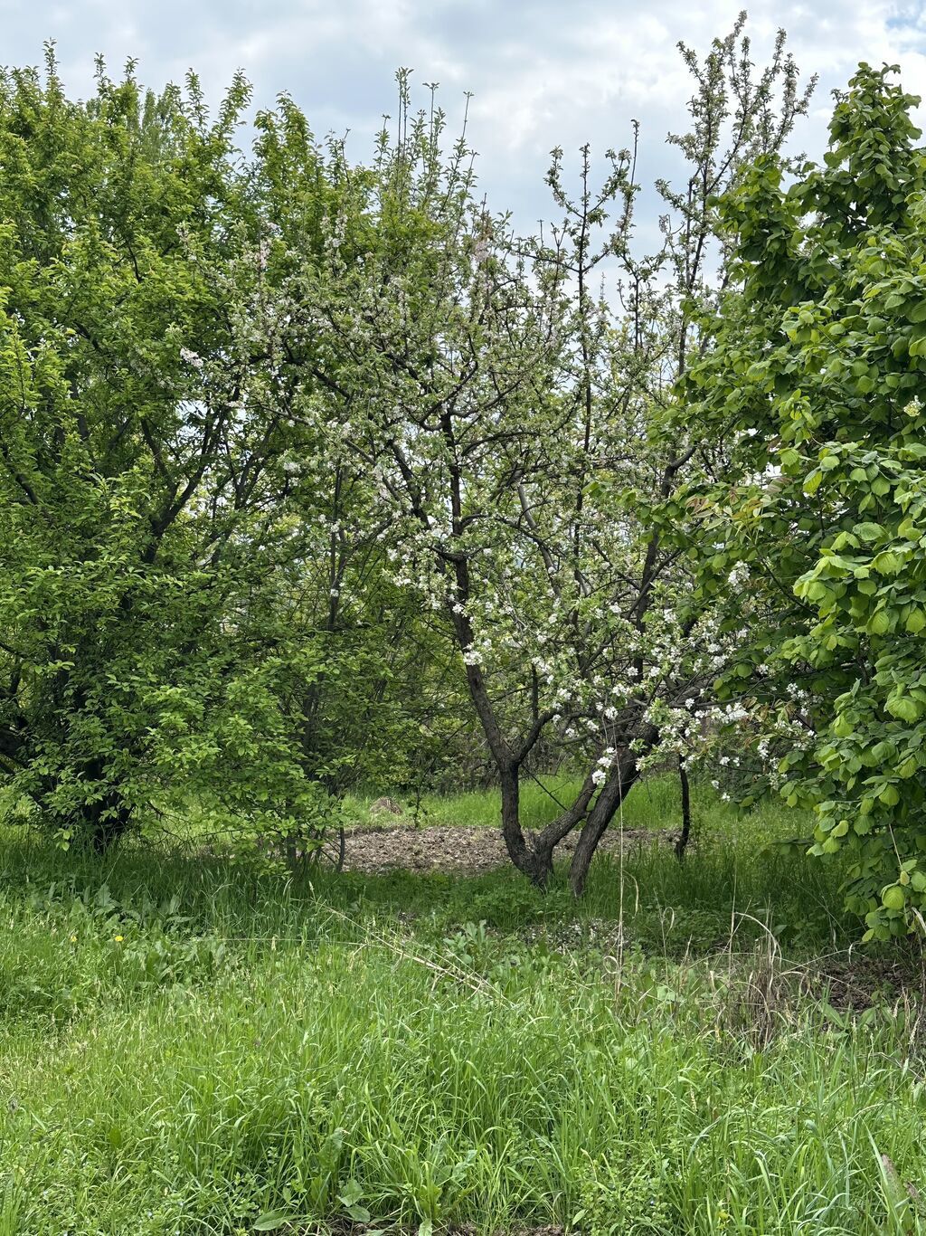 32 sot, Tikinti, Mülkiyyətçi, Kupça (Çıxarış) — Torpaq, Gəncə (7)