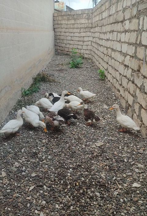 Satlıq ördəklər. Şəkildə bir neçə ördəkdən ibarət qrup görünür