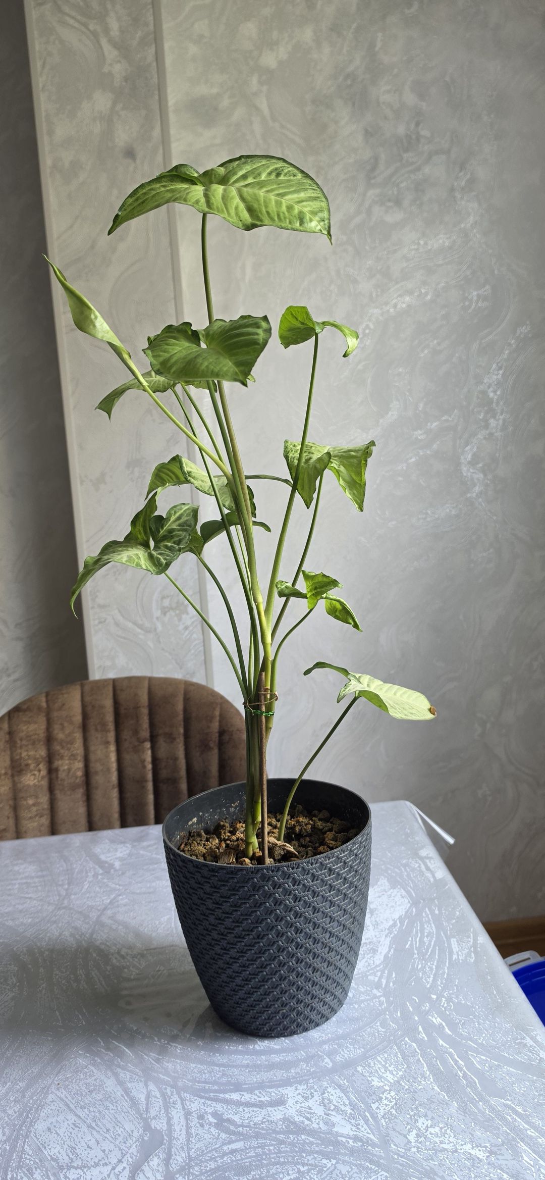 Ev bitkiləri - Syngonium (Saksıda canlı bitki) — Çiçəklər, Bakı (2)
