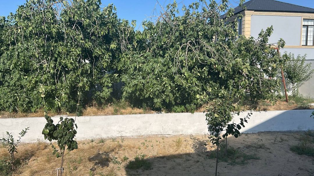 Bağ evi kirayə verilir, Pirşağı bağları — Daşınmaz əmlak, Bakı