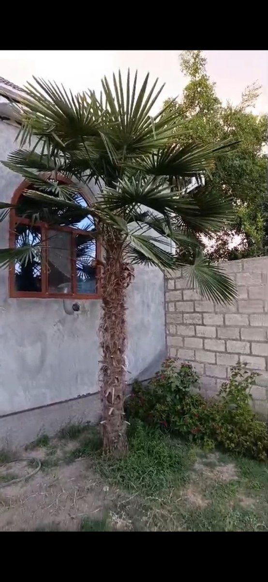 Palma ağacı — Bitkilər, Göyçay (2)