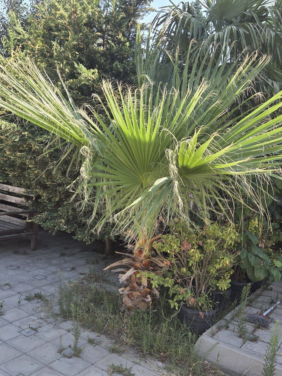 Ağaclar — Bitkilər, Bakı (4)