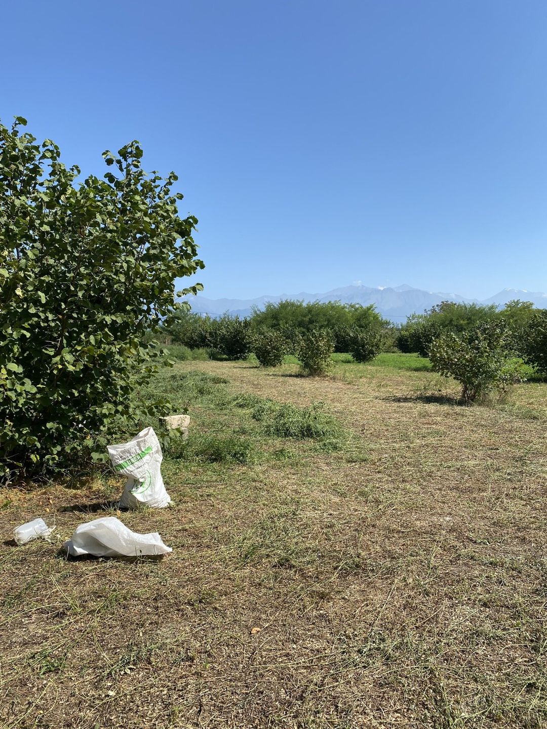 74 sot torpaq sahəsi, Oğuz r. — Torpaq, Oğuz (6)