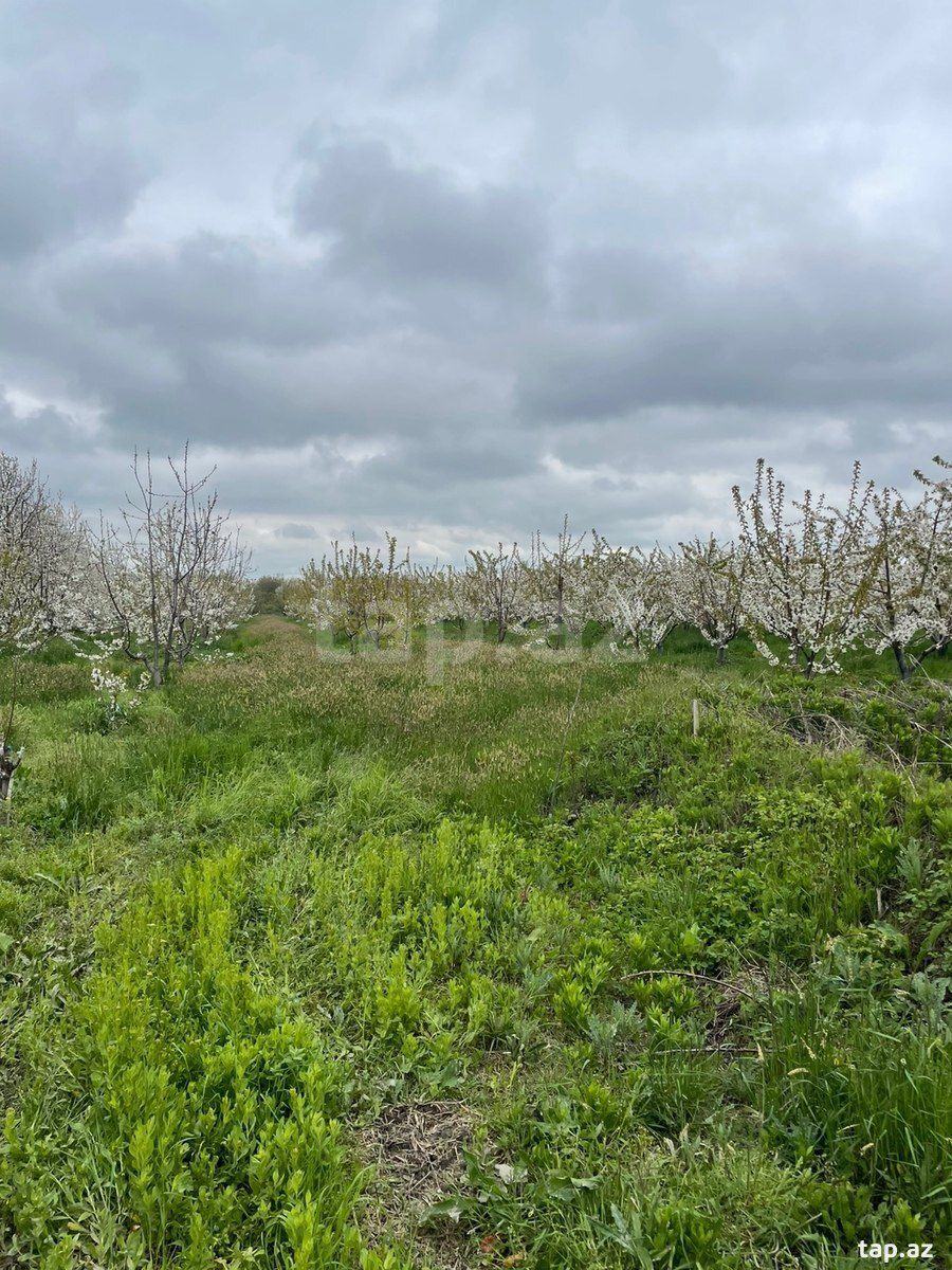 20 sot torpaq sahəsi, Quba r. — Torpaq, Quba (8)
