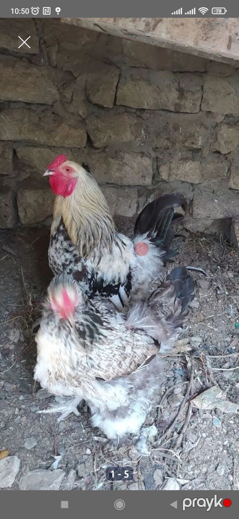 Toyuq, Damazlıq