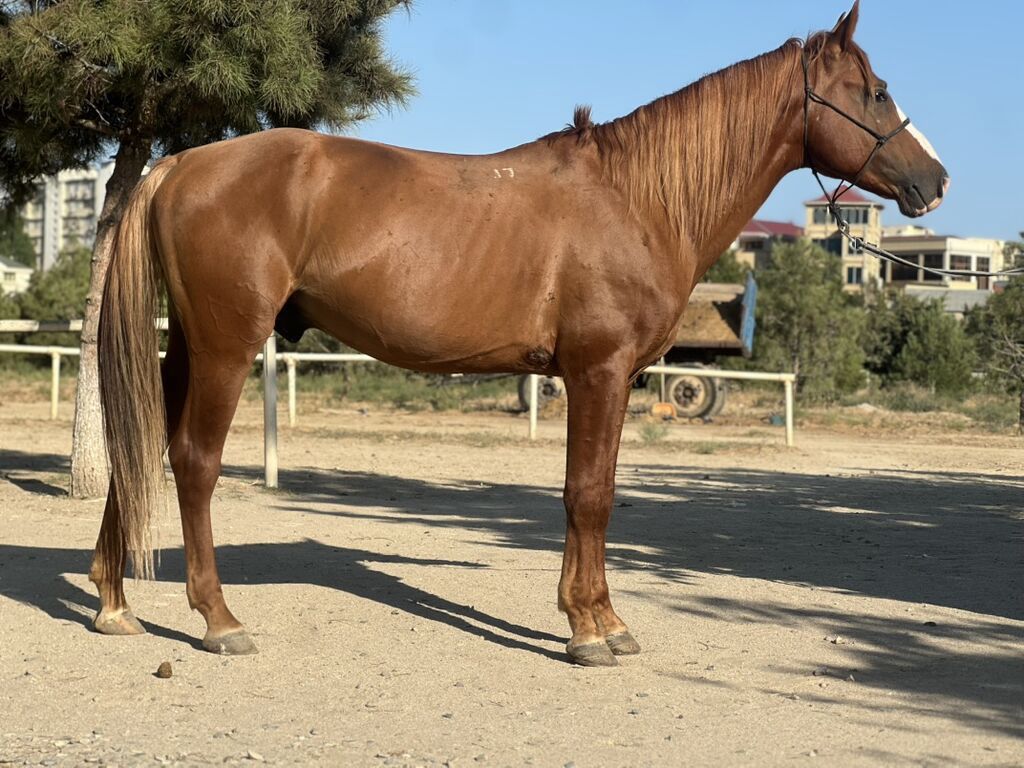 Qarabağ atı Dashtamir, 7 il, erkək