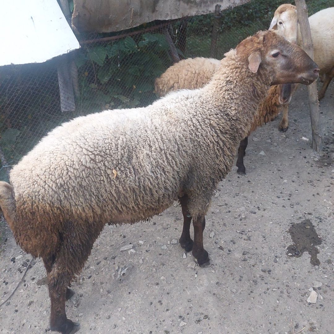 Erkək qoyunlar — Heyvanlar, Şəki (4)