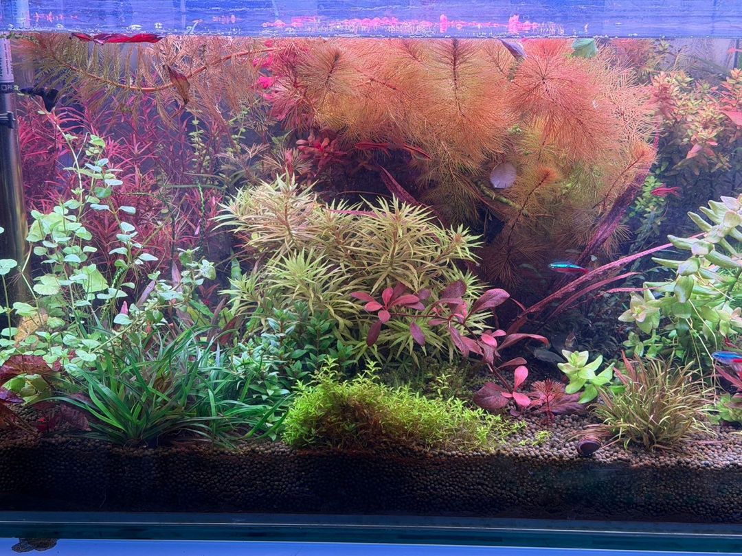 Akvarium bitkiləri — Akvariumlar və balıqlar, Bakı (2)