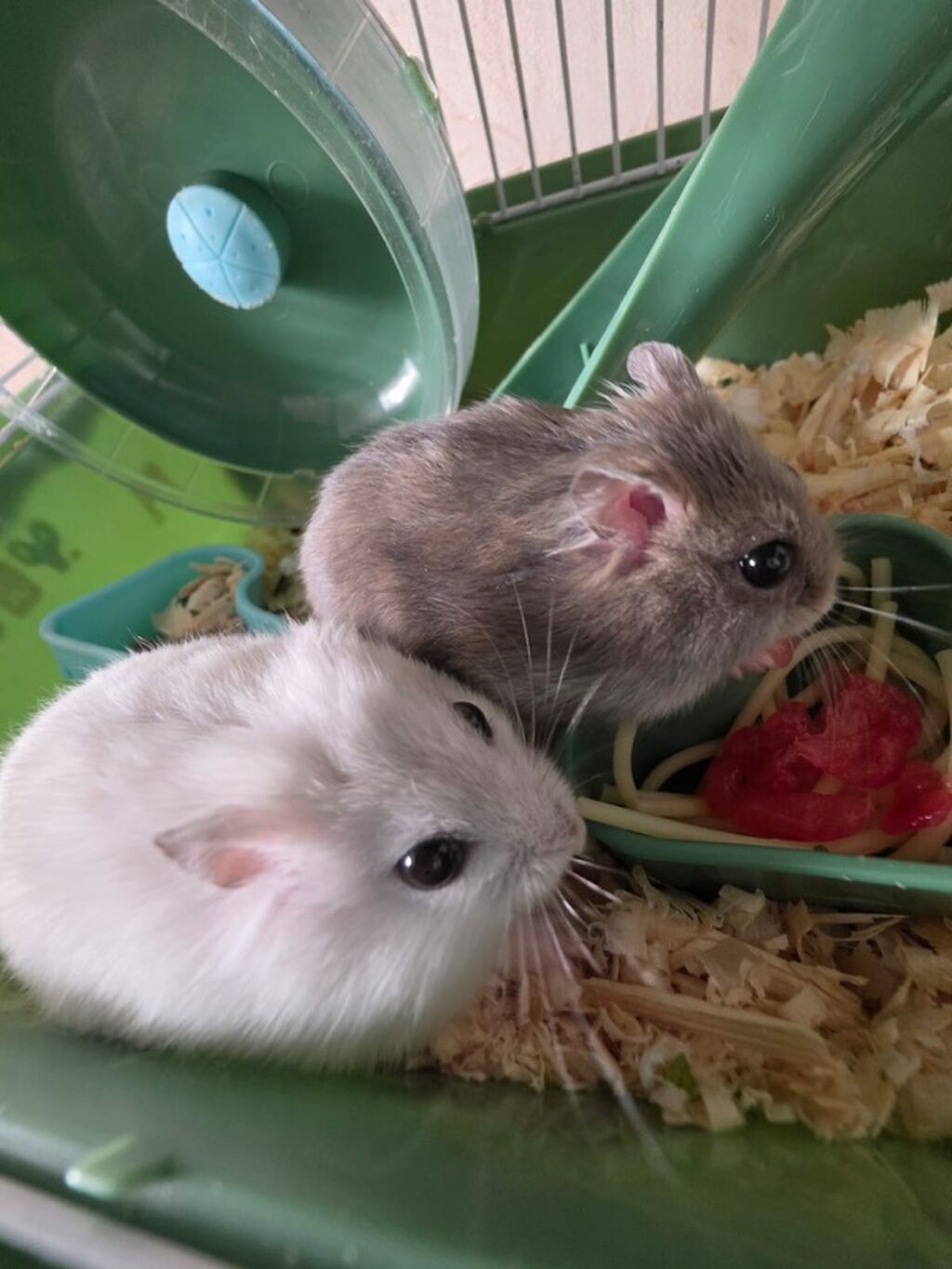 İki ədəd hamster satlr .Biri ağ,biri boz.Ustundə ikimərtəbəli — Heyvanlar, Bərdə (4)