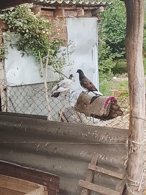 Göyərçinlər