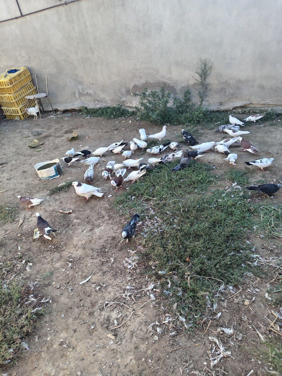 Göyərçinlər — Quşlar, Sumqayıt (2)