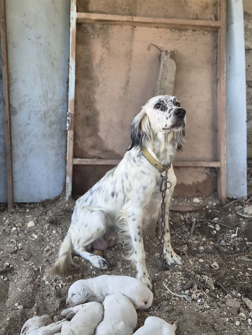 İngilis Setter balaları - Cins: İngilis Setter (ov/ailə iti tipli) - — Heyvanlar, Astara (3)