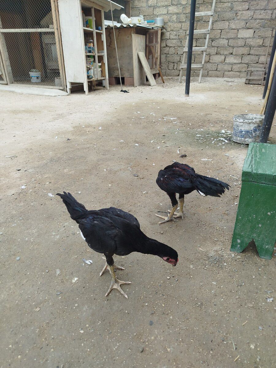 Heyratı beçə — Quşlar, Bakı (6)