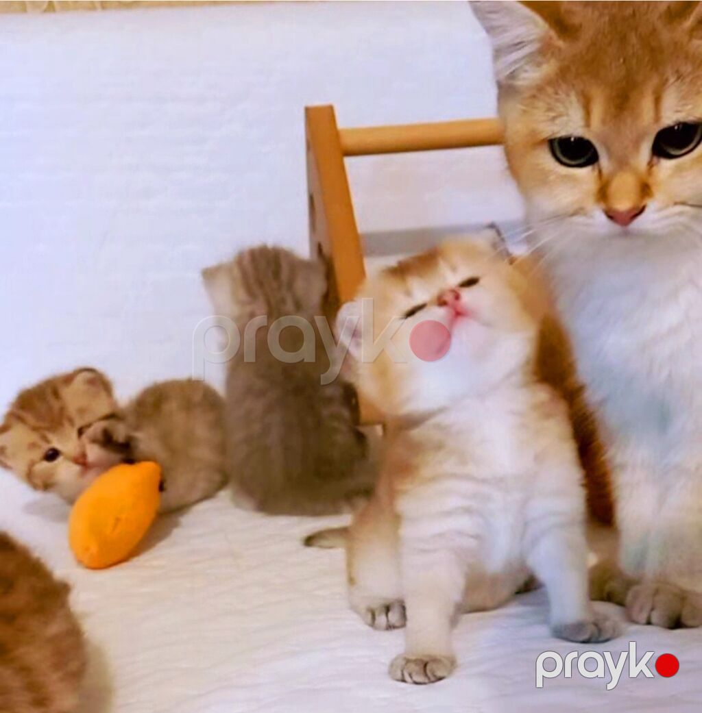 Britan, Dişi, Yaxşı əllərə, Ünvandan götürmə — Pişiklər, Bakı (4)