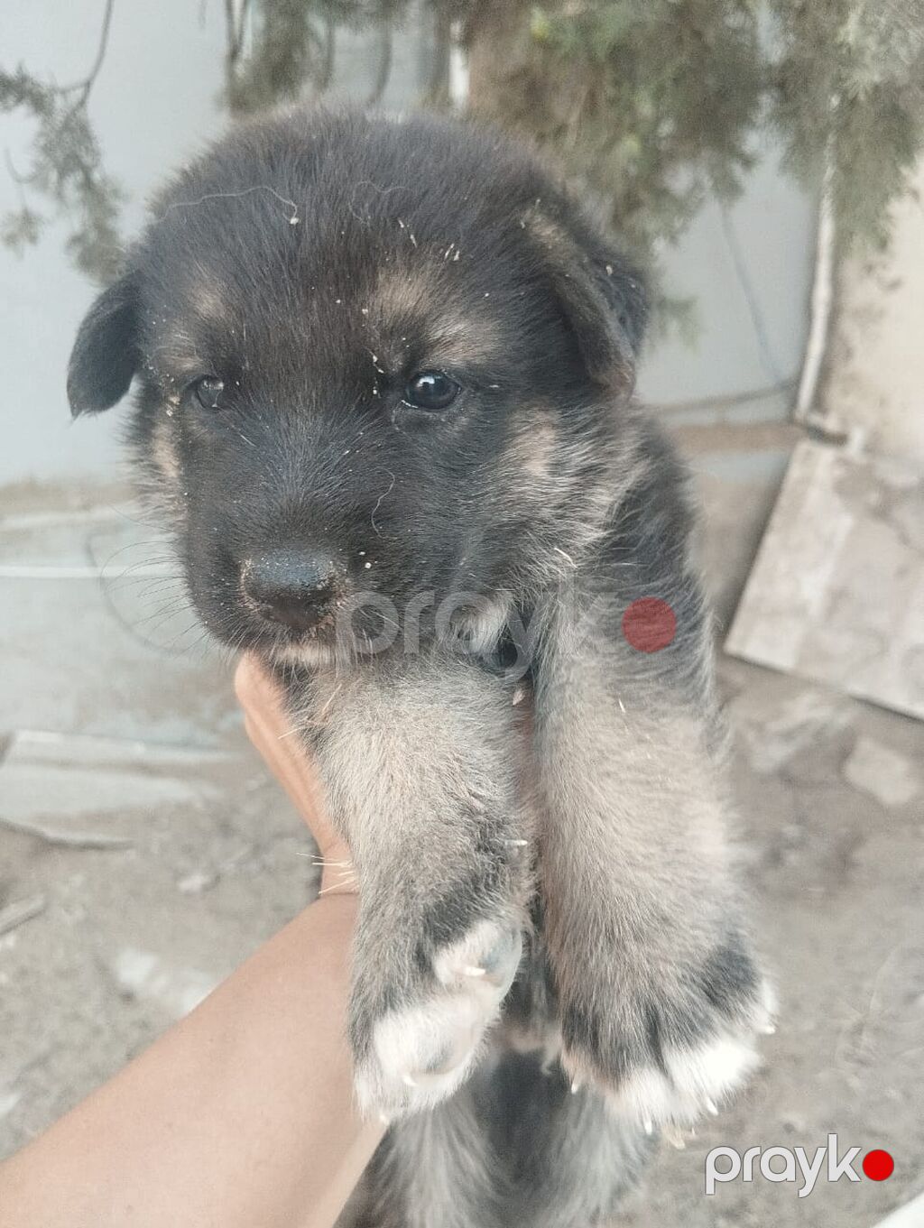 Alman çoban iti, 1 ay, Ünvandan götürmə — Heyvanlar, Digah (2)