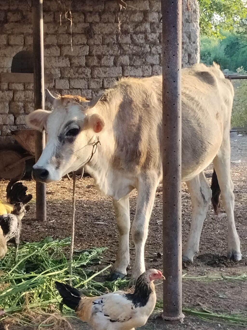 Süd mal-qara – dişi inək Xüsusiyyətlər: - Cins: yerli tipli, buynuzlu