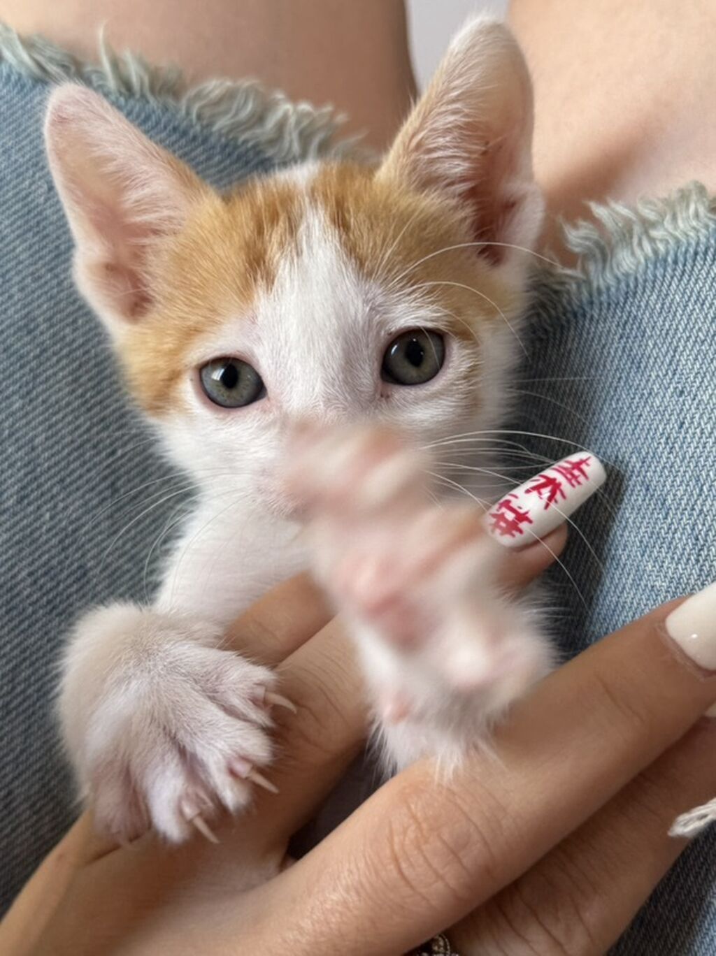 Van, Dişi, Yaxşı əllərə, Ünvandan götürmə — Pişiklər, Masazır (5)