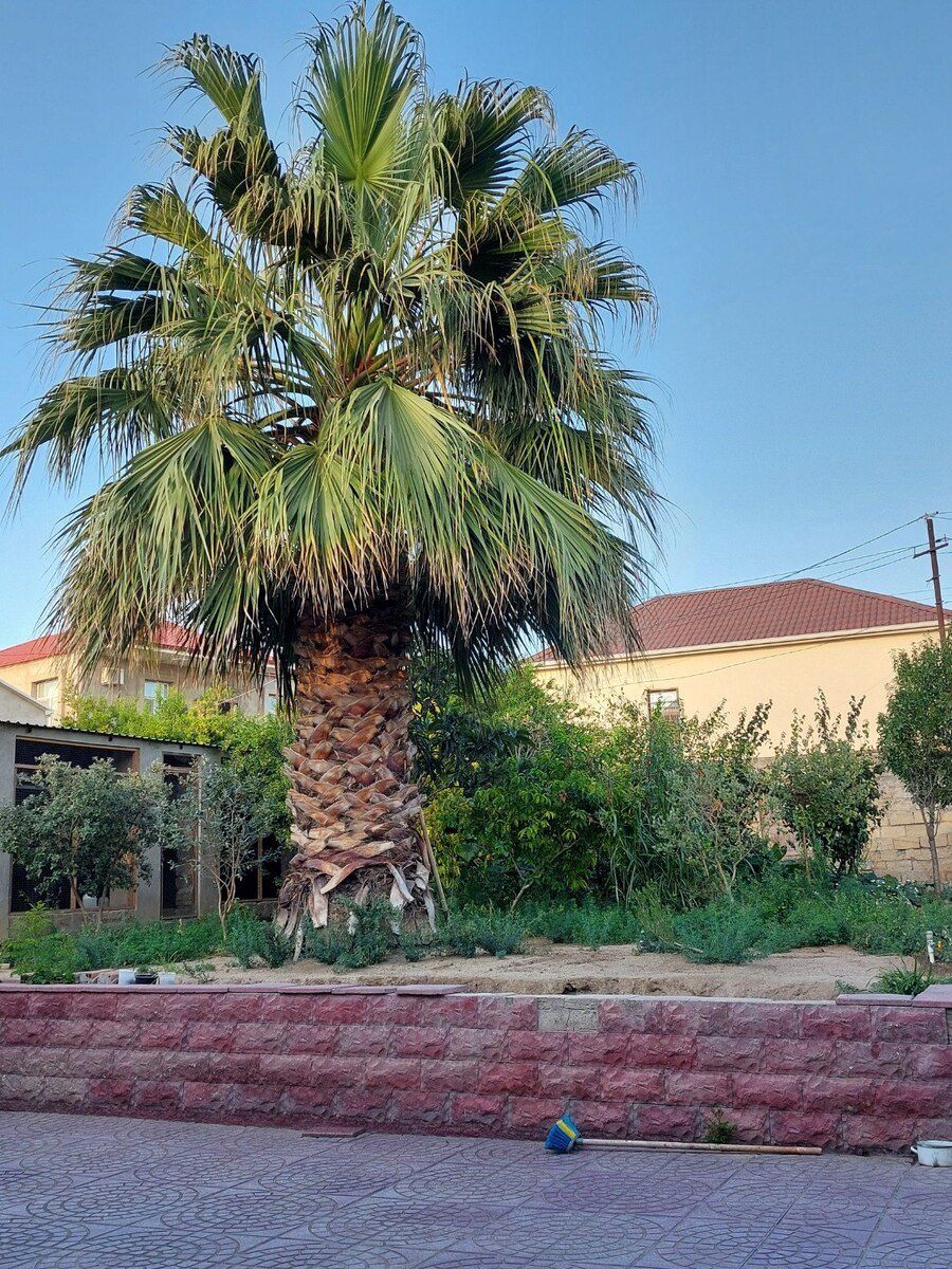 Palma ağacı — Bitkilər, Bakı (4)