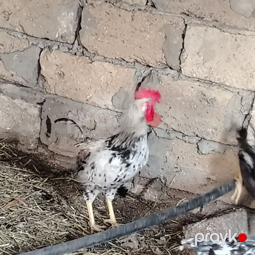 Qarışıq yerli toyuq və xoruz sürüsü - Cinslər: yerli qarışıq (ağ — Heyvanlar, Digah (9)