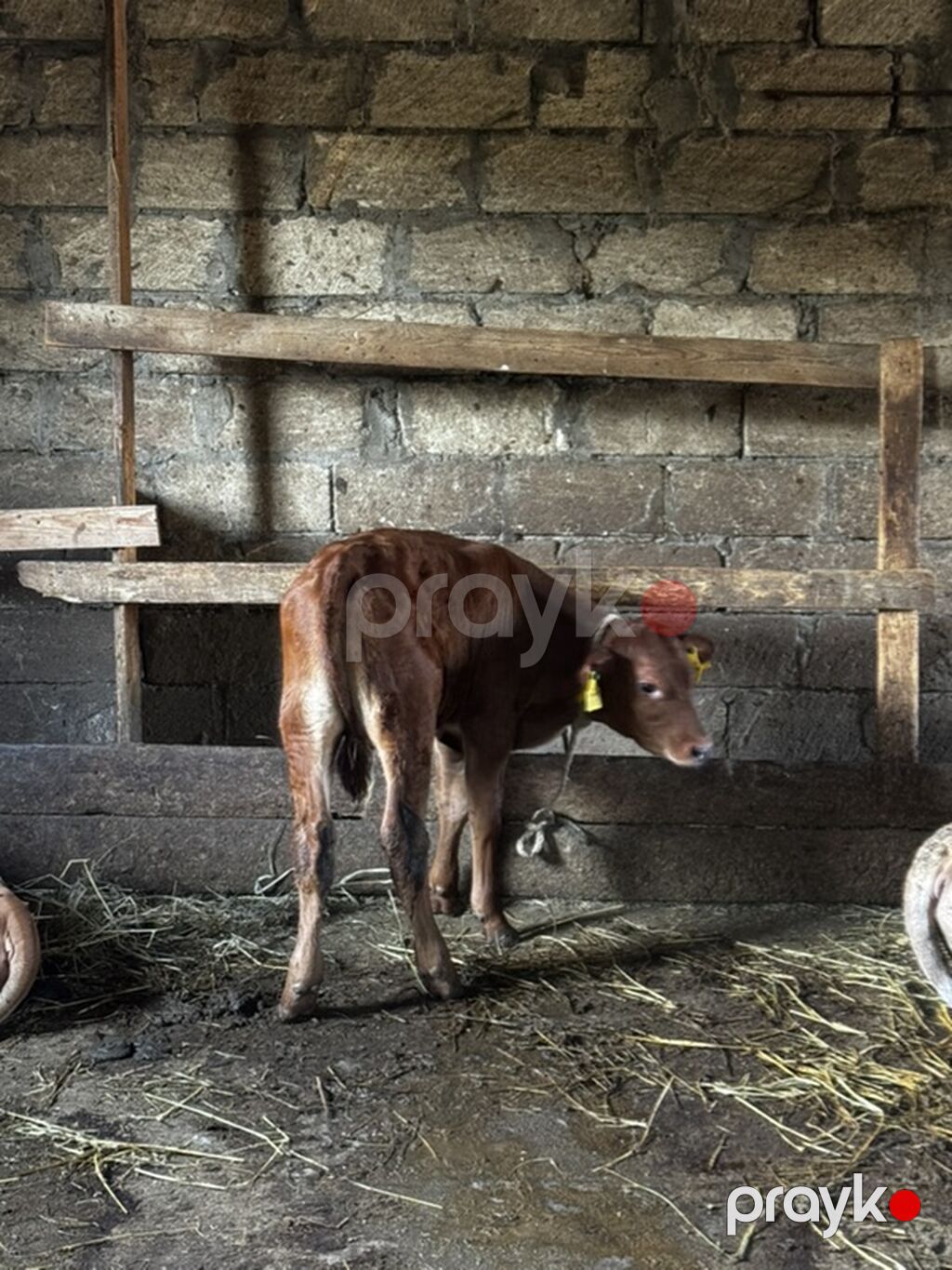 Təmiz erkək anqus dana satılır. 2 ayın içindədir. Süni mayalanmadan — Heyvanlar, Sumqayıt (5)