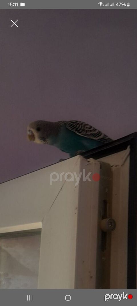 Papağay, erkək