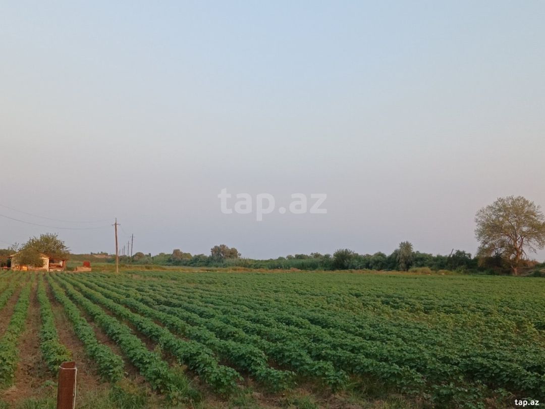 6500 sot torpaq sahəsi, Sabirabad r. — Torpaq, Sabirabad (4)
