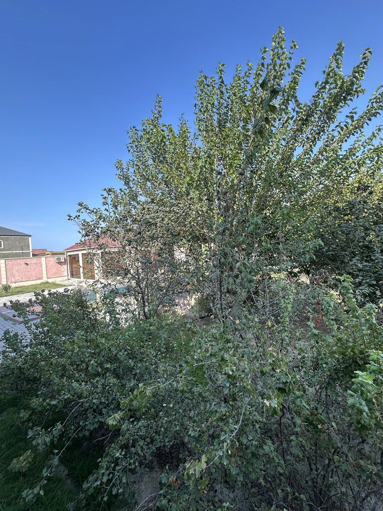 Satılır torpaq 8 sot — Torpaq, Bakı (11)